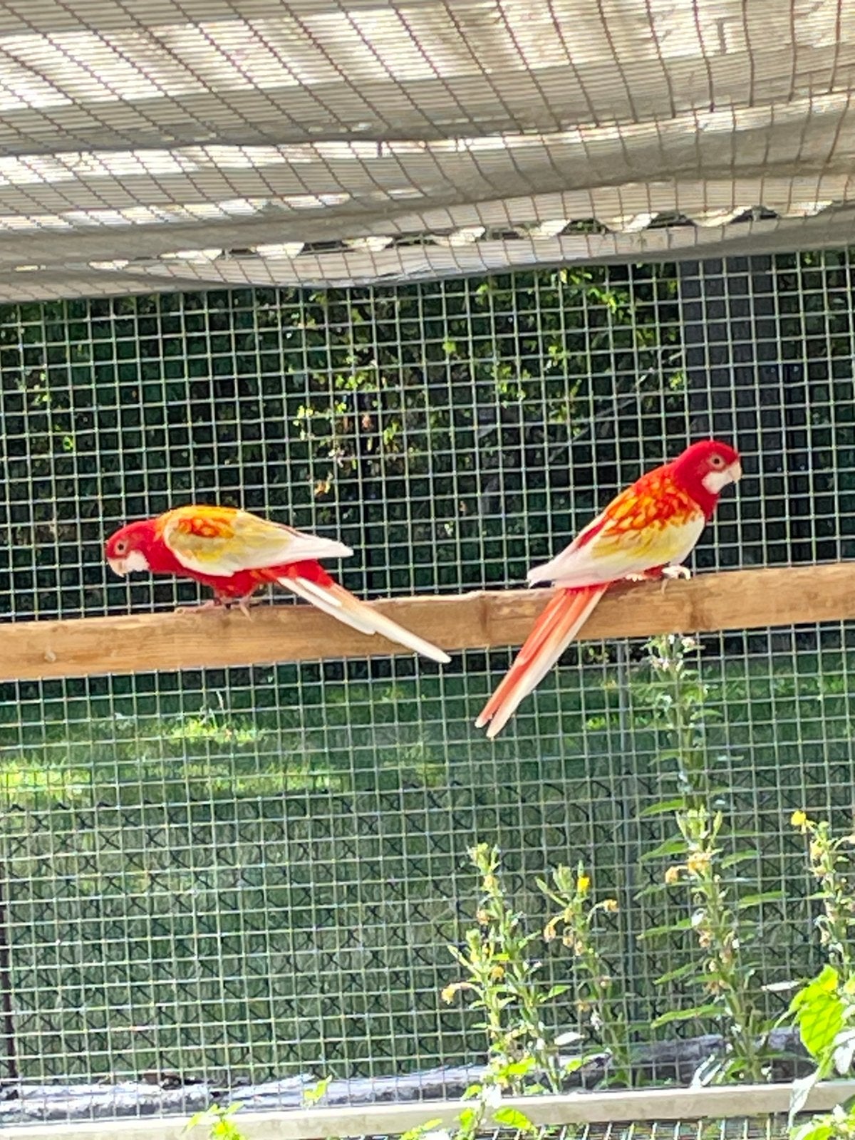 2 over jarige rubino rosella mannen tekoop., Mannelijk, Parkiet, Geringd