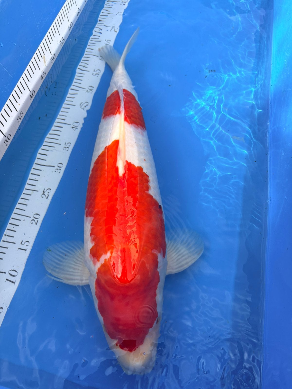 KOHAKU- MOMOTARO Female 65 cm, Dieren en Toebehoren, Vissen | Vijvervissen, Karper of Koi
