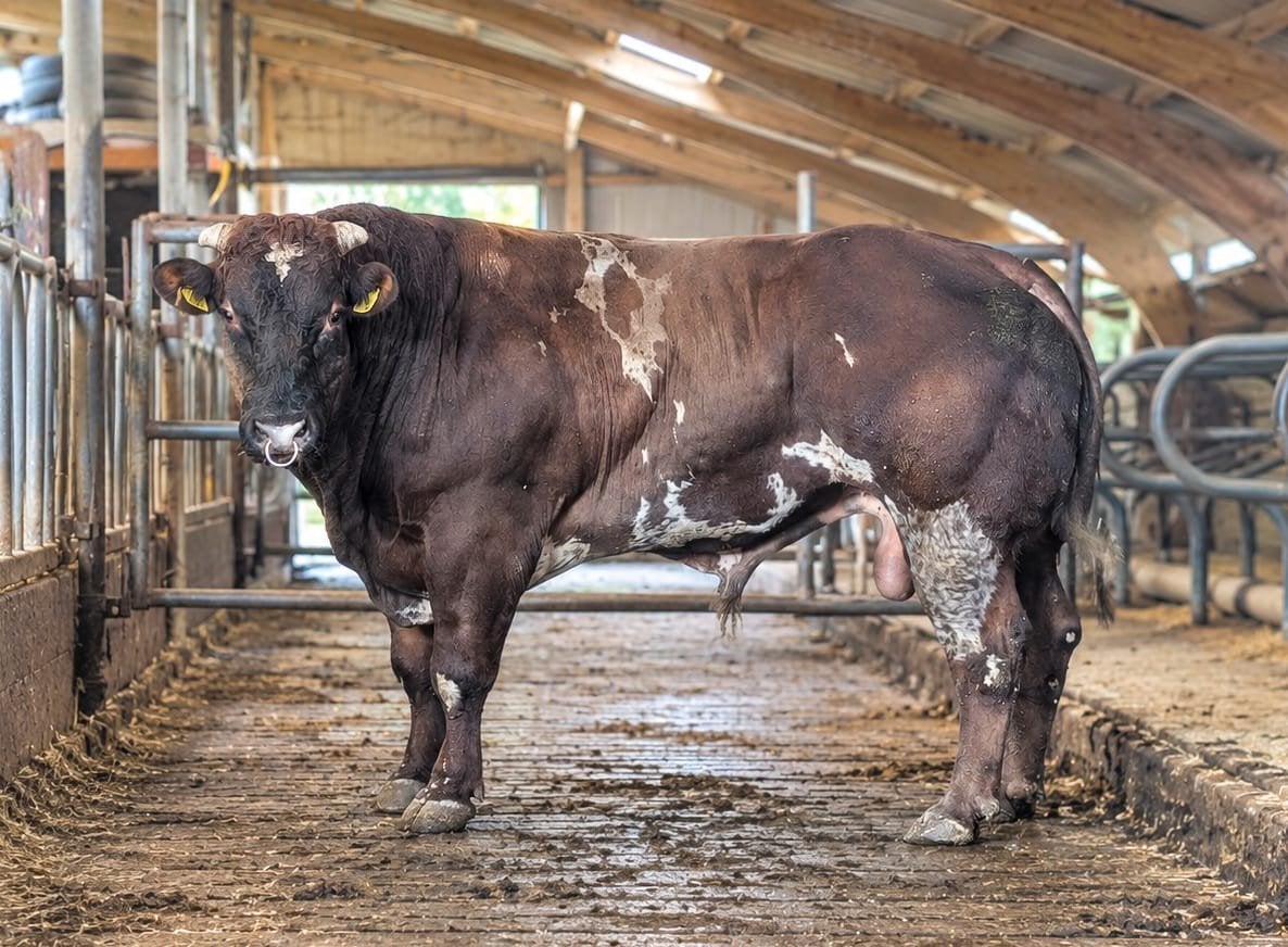 roodbonte dikbil stier, Dieren en Toebehoren, 0 tot 2 jaar