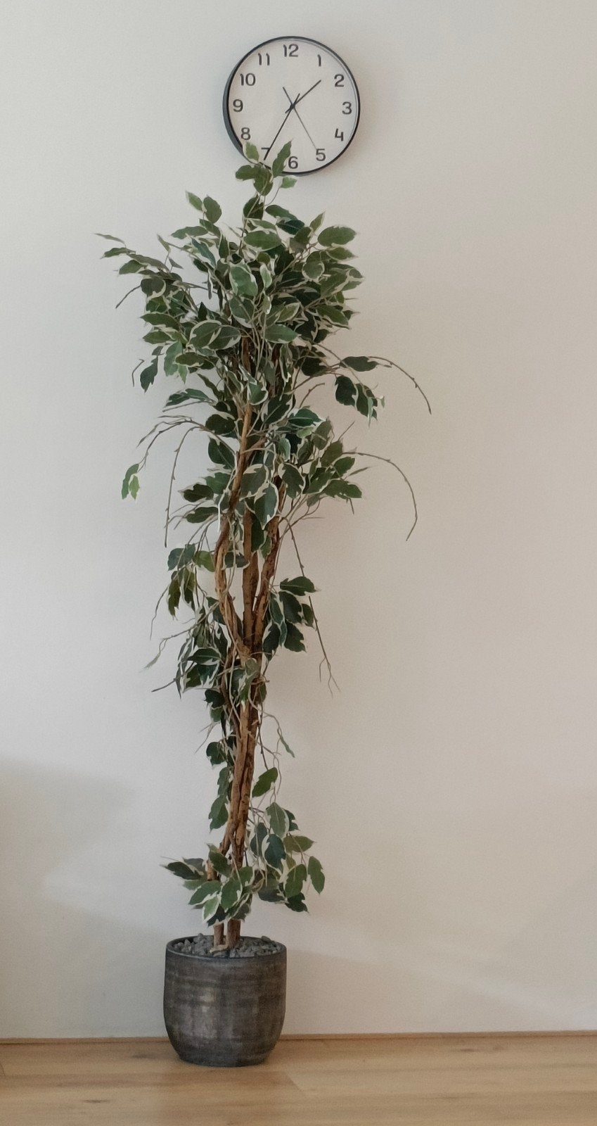 Grote kunstplant (1.75m) - Ficus look, Ophalen, Binnen, Groen, Met pot of vaas