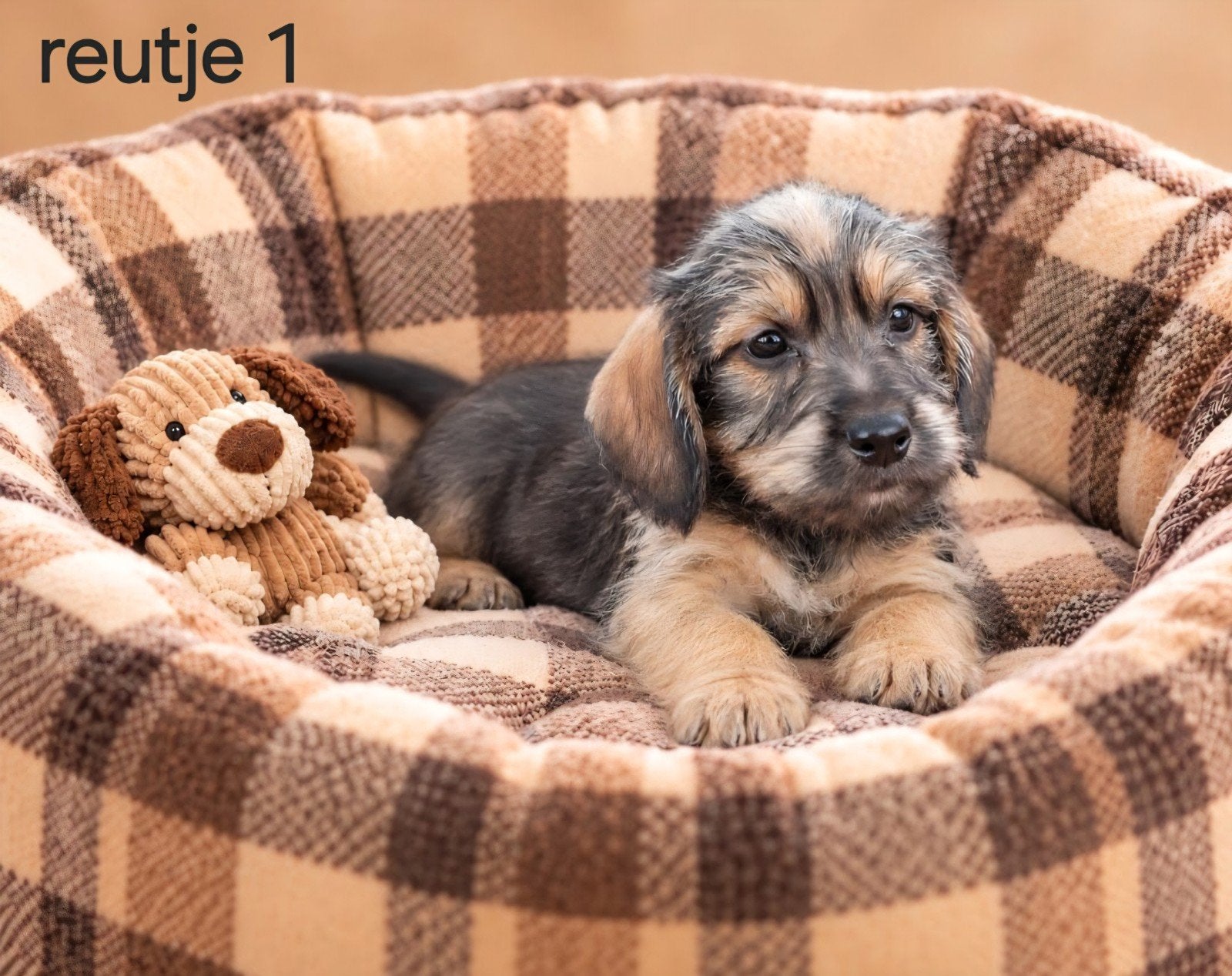 super lieve ruwhaar kaninchen x dwergteckel pups, 8 tot 15 weken, Dwerg, CDV (hondenziekte), Meerdere