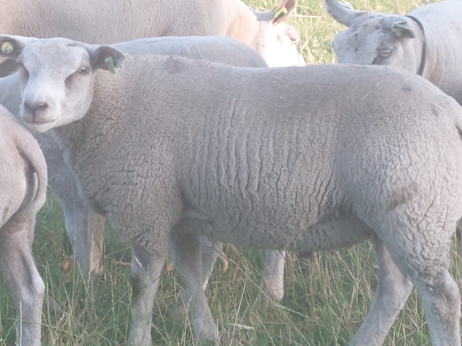 Schapenram, Mannelijk, Schaap