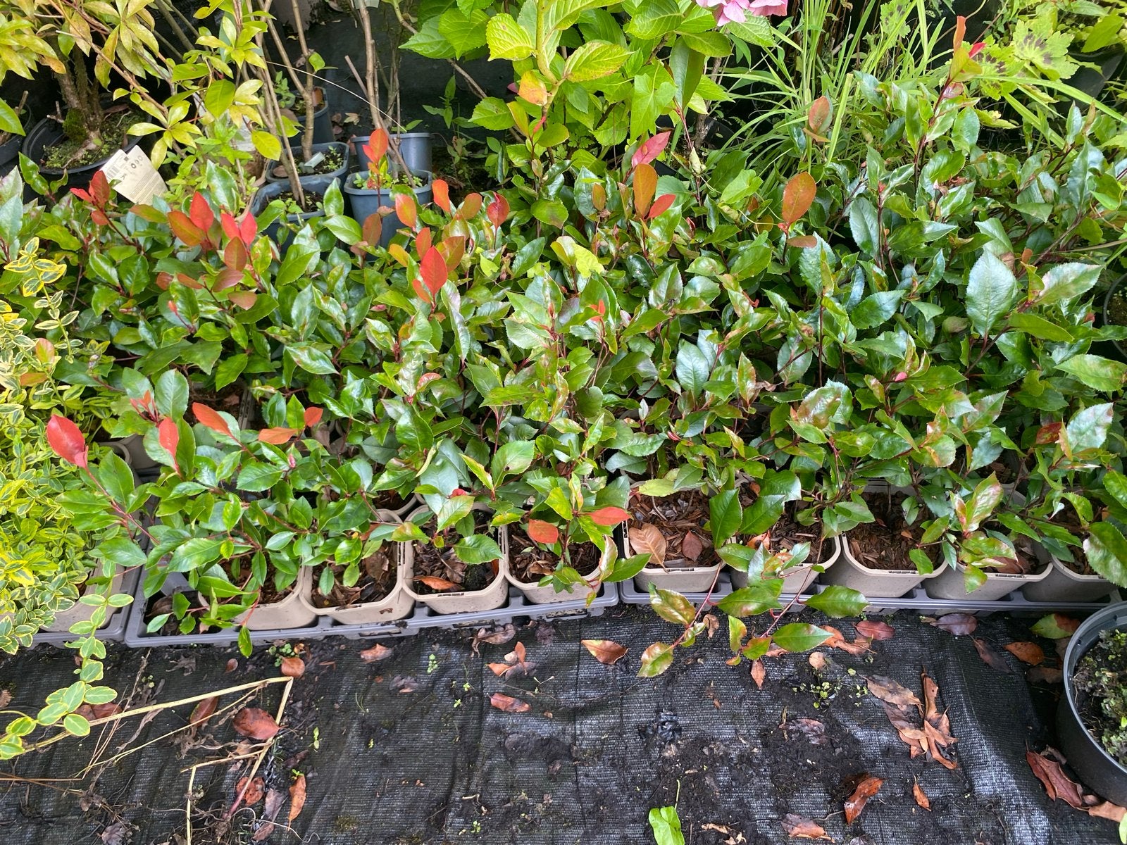 Glansmispel (Photinia Fraseri 'Red Robin') - Jonge planten, Volle zon, Vaste plant, Lente, Ophalen