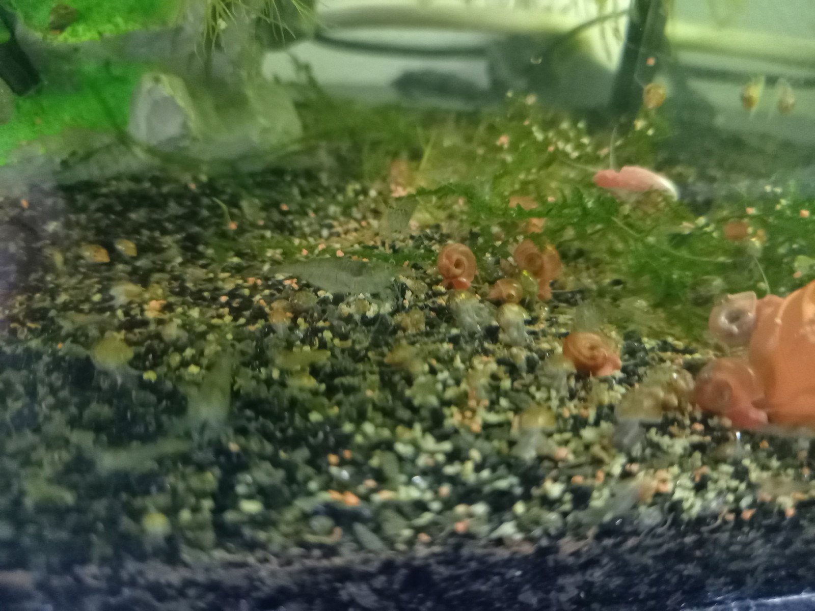 mooi japonica garnalen, Dieren en Toebehoren, Kreeft, Krab of Garnaal