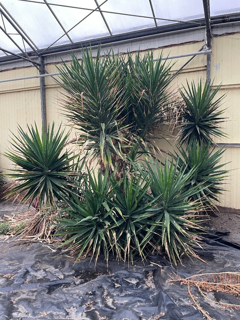 Diverse Yucca's (1.5m - 3m) uit volle grond, Tuin en Terras, Volle zon, Vaste plant, Bloeit niet, Ophalen