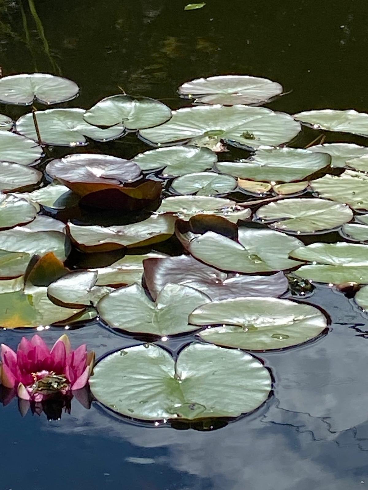 Mooie gezonde waterlelies (3 stuks), Ophalen, Zo goed als nieuw