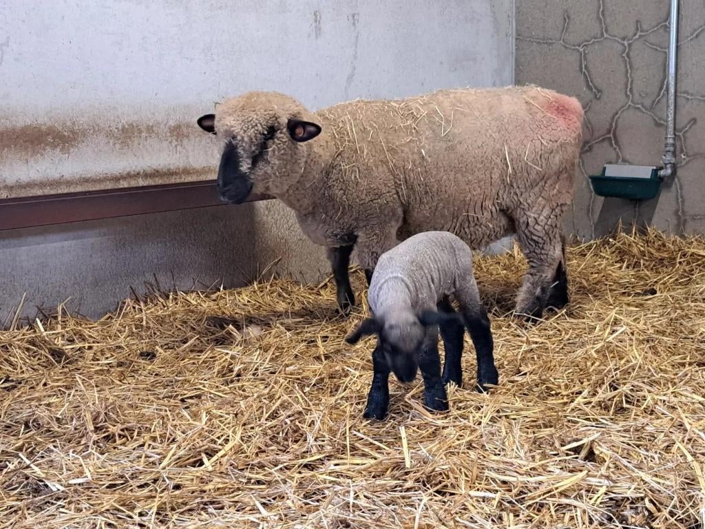 schaap hampshire down ooi, Vrouwelijk, Schaap, 3 tot 5 jaar