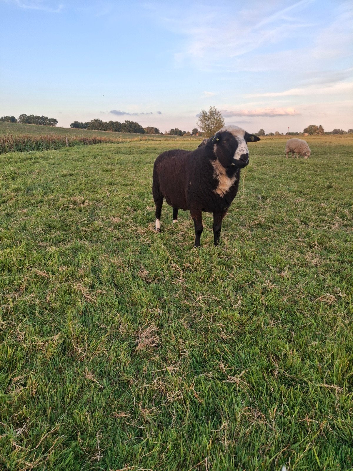 Dekrammen te koop, Dieren en Toebehoren, Meerdere dieren, Schaap