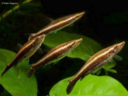 Nannostomus eques - Bruin Potloodvisje - Koidream Valburg