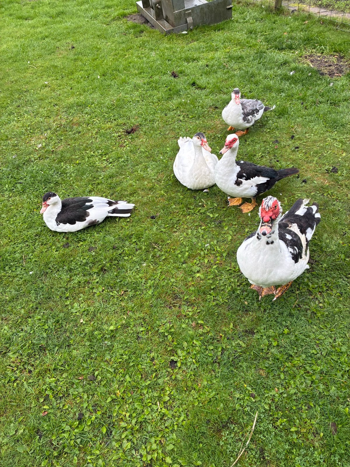 Kaapse eenden, Dieren en Toebehoren