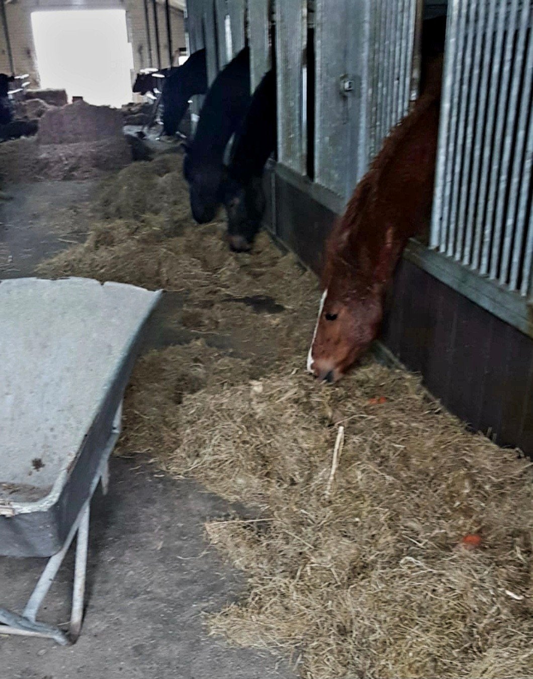 opfok stalling paarden, Dieren en Toebehoren, Opfok