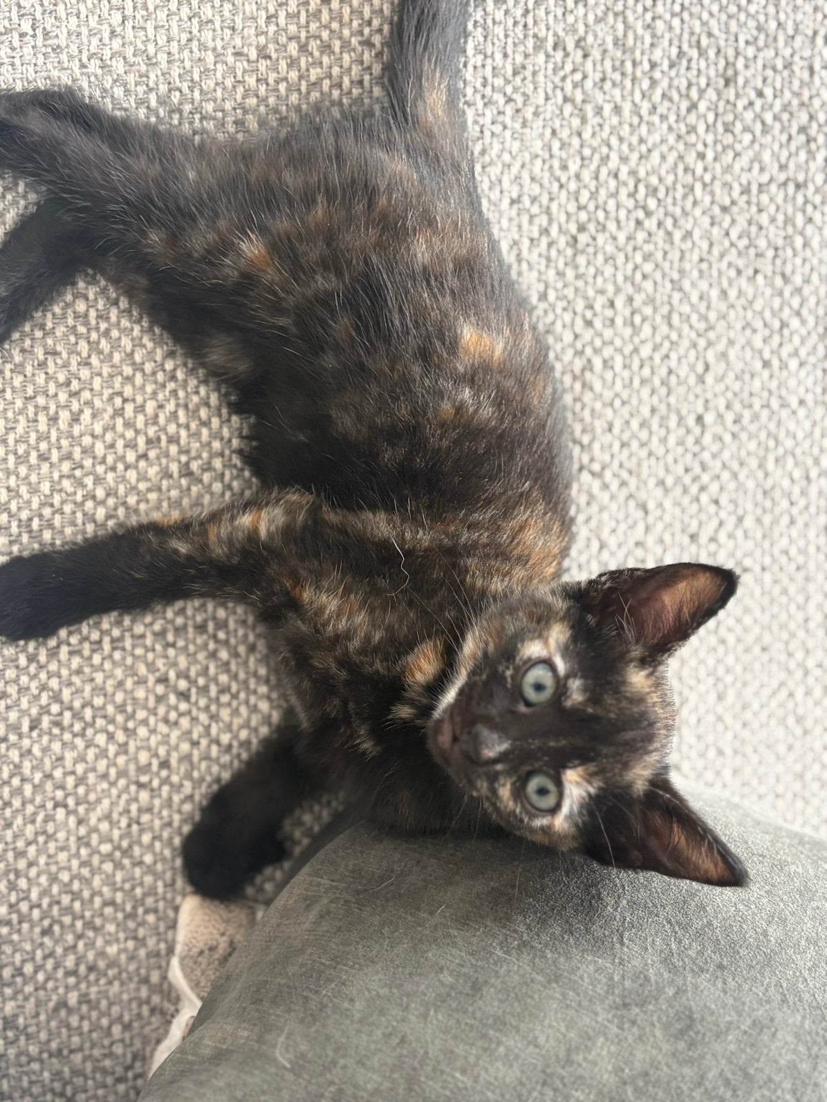 Half-siamese kitten met schildpadpatroon vacht, Meerdere dieren, Kortharig, 0 tot 2 jaar
