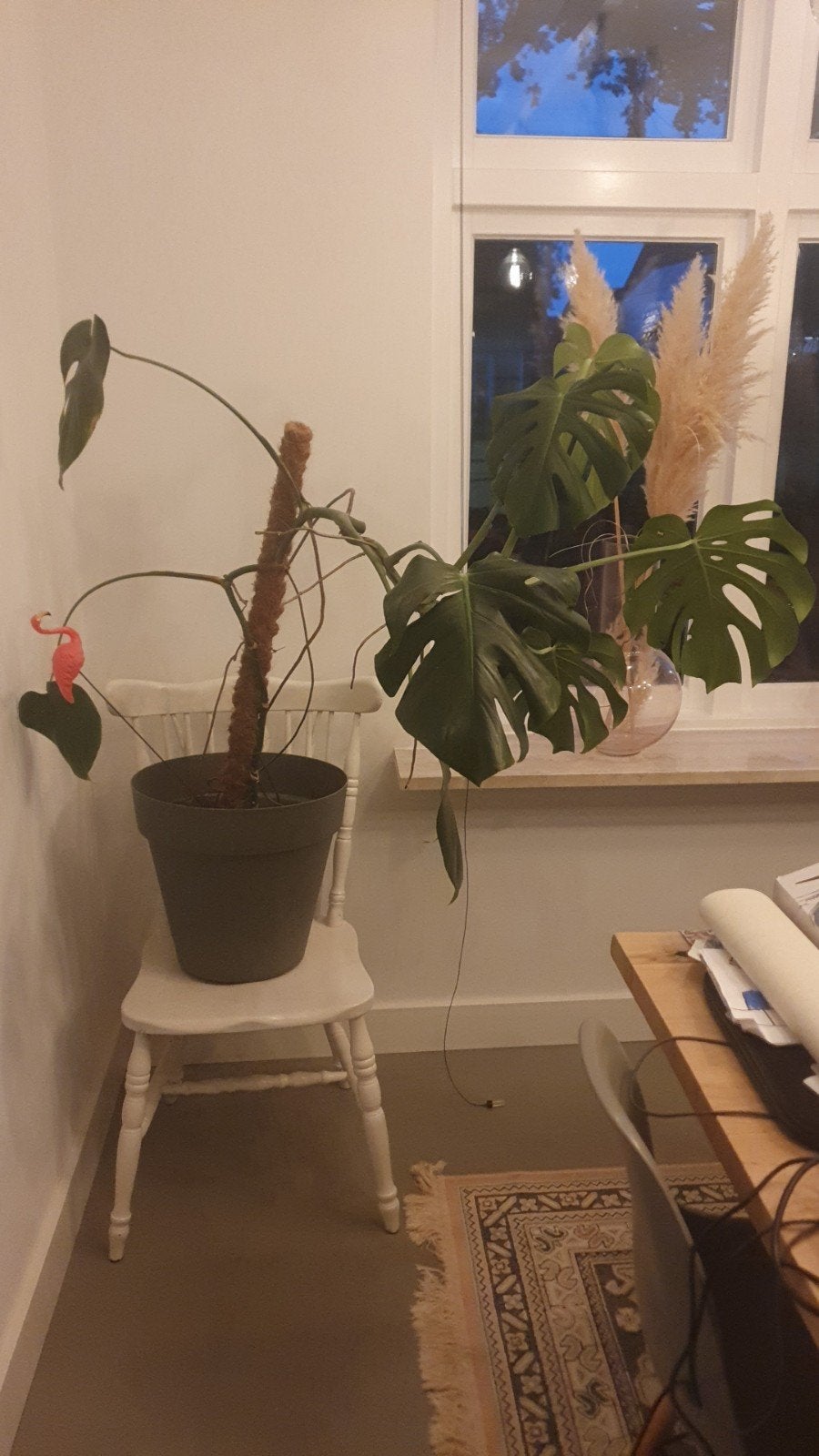 Grote Monstera Deliciosa - Kamerplant met mosstok, Ophalen, 100 tot 150 cm, Overige soorten, Halfschaduw