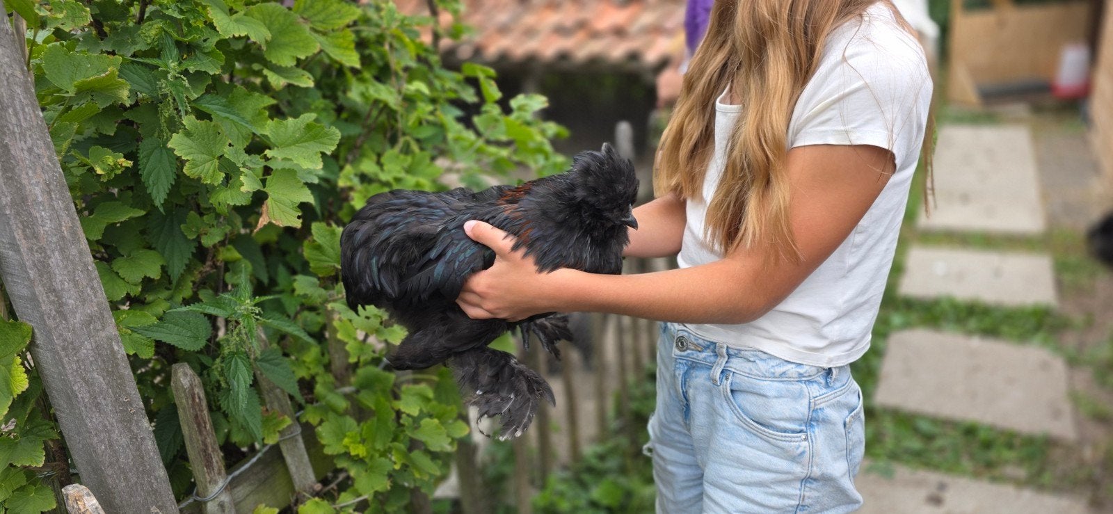 Usa zijdehoender hanen gratis af te halen, Dieren en Toebehoren, Pluimvee, Mannelijk, Kip