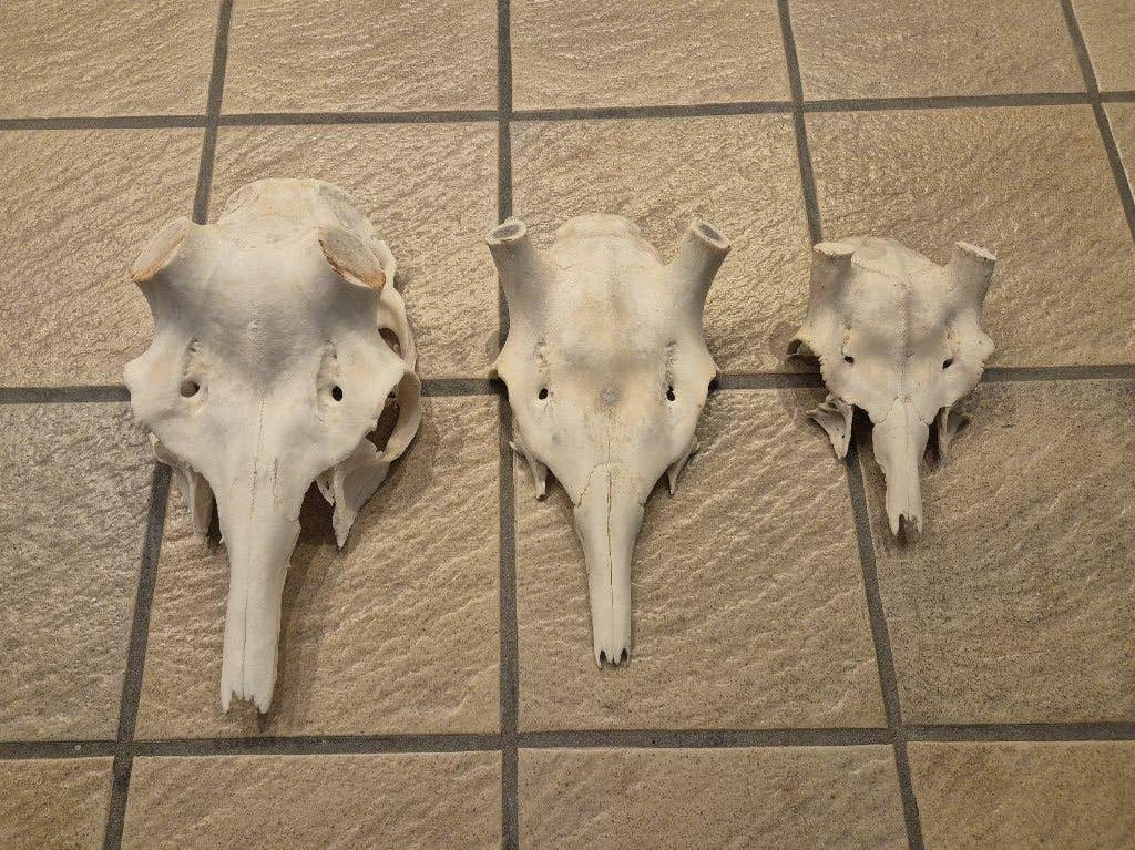3 witte hert schedels van verschillende formaten jacht hut, Ophalen of Verzenden, Zo goed als nieuw, Hert, Schedel