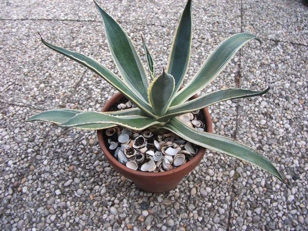 Agave Americana, Huis en Inrichting, Ophalen, Cactus, Volle zon, Minder dan 100 cm