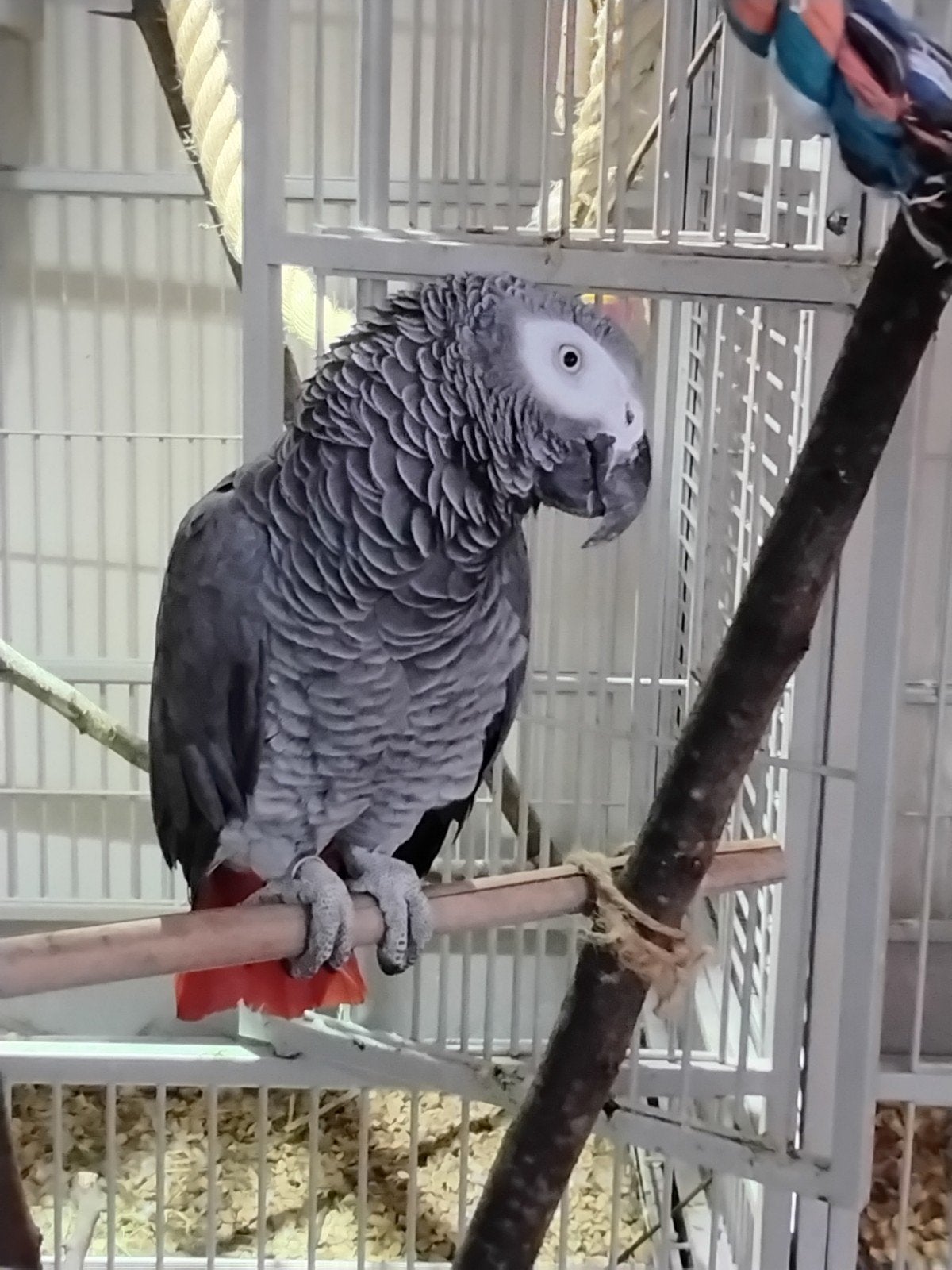 twee grijze roodstaartpapegaaien, Meerdere dieren, Papegaai