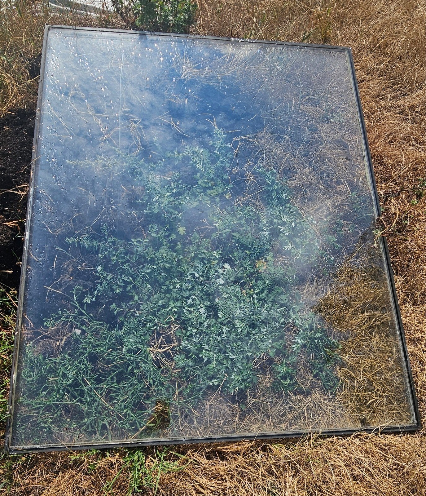 GRATIS ruit 118x145,5 cm glasplaat kas, Ophalen, Gevelraam of Ruit, Gebruikt, 80 tot 120 cm