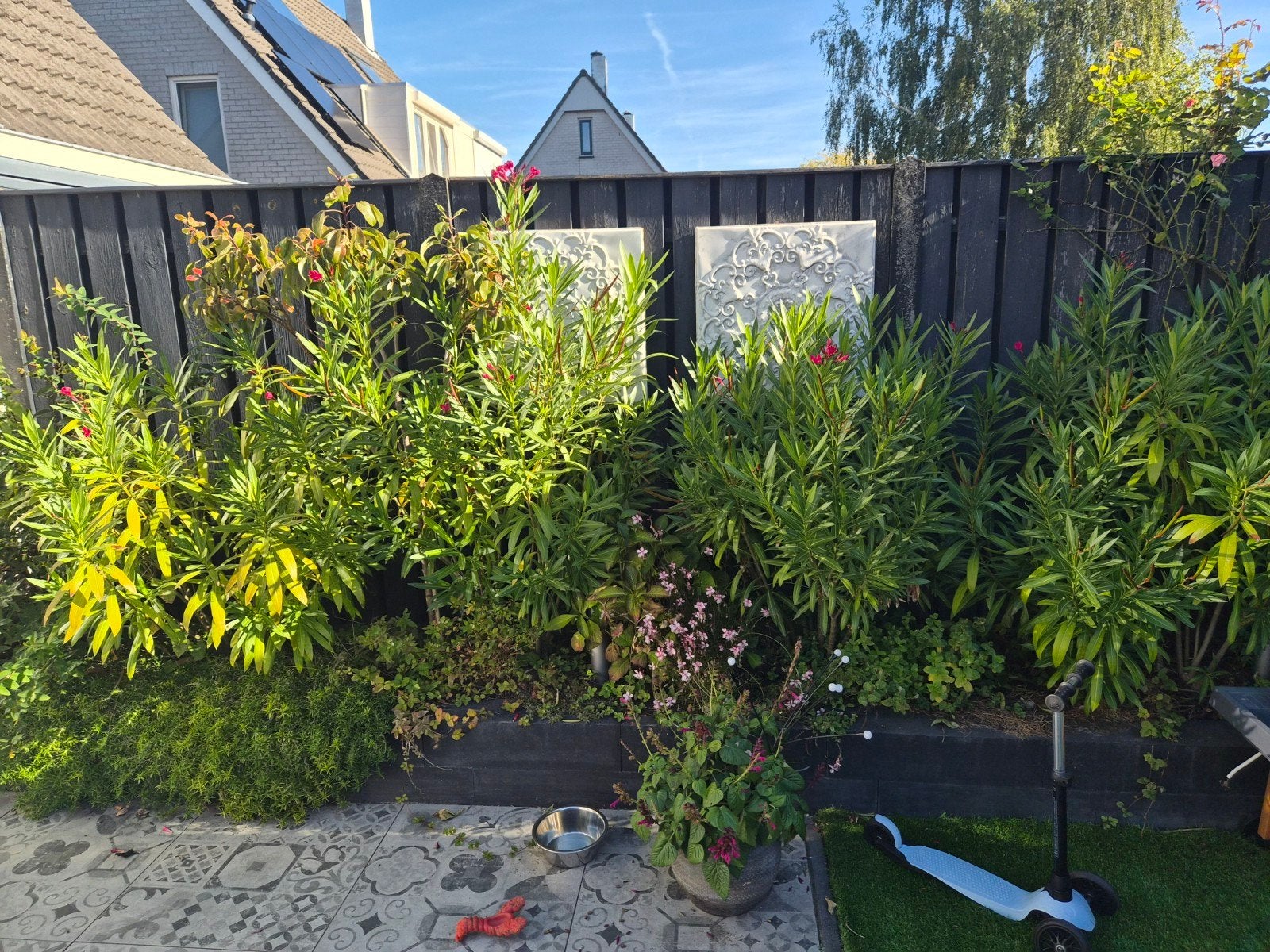 4 roze Oleanders van 140 cm hoog, Ophalen, Overige soorten, Struik, 100 tot 250 cm