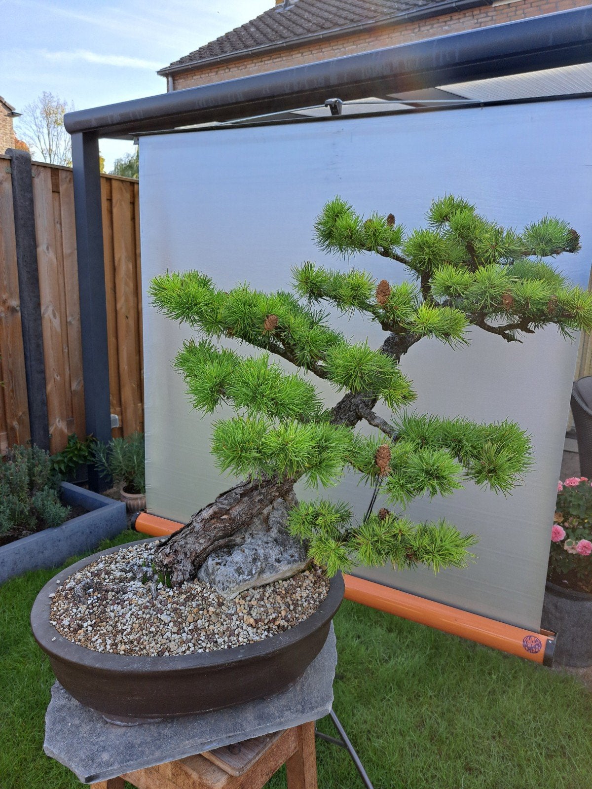 Bonsai Lork (larix decidua) in topvorm, Bloeit niet, Overige soorten, Minder dan 100 cm, Ophalen