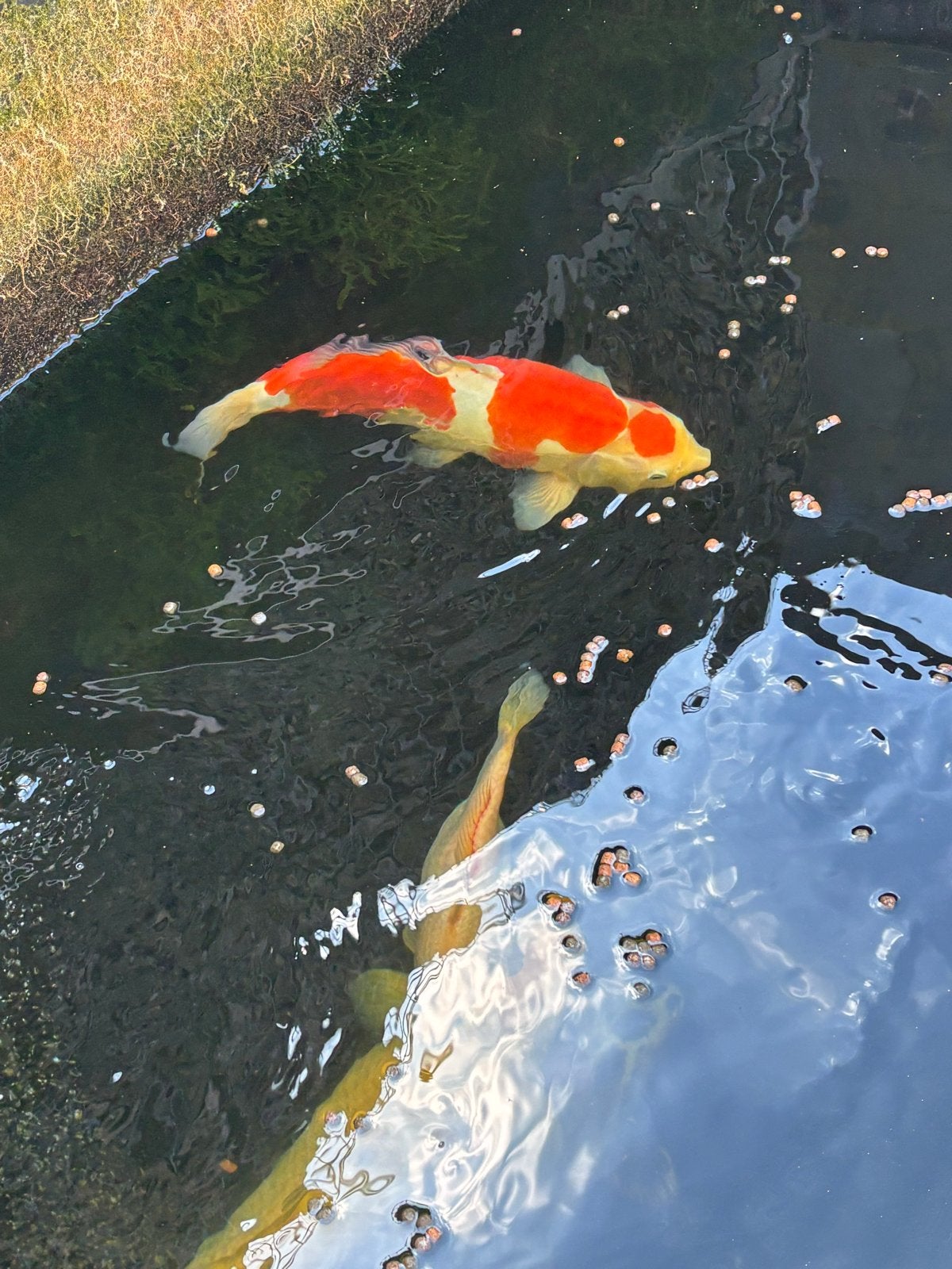 Mooie Koi, koikarpers, Dieren en Toebehoren, Karper of Koi