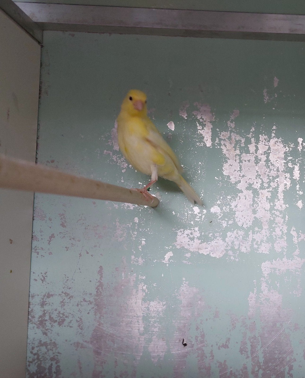 Jonge waterslager, Dieren en Toebehoren, Geslacht onbekend, Kleurkanarie