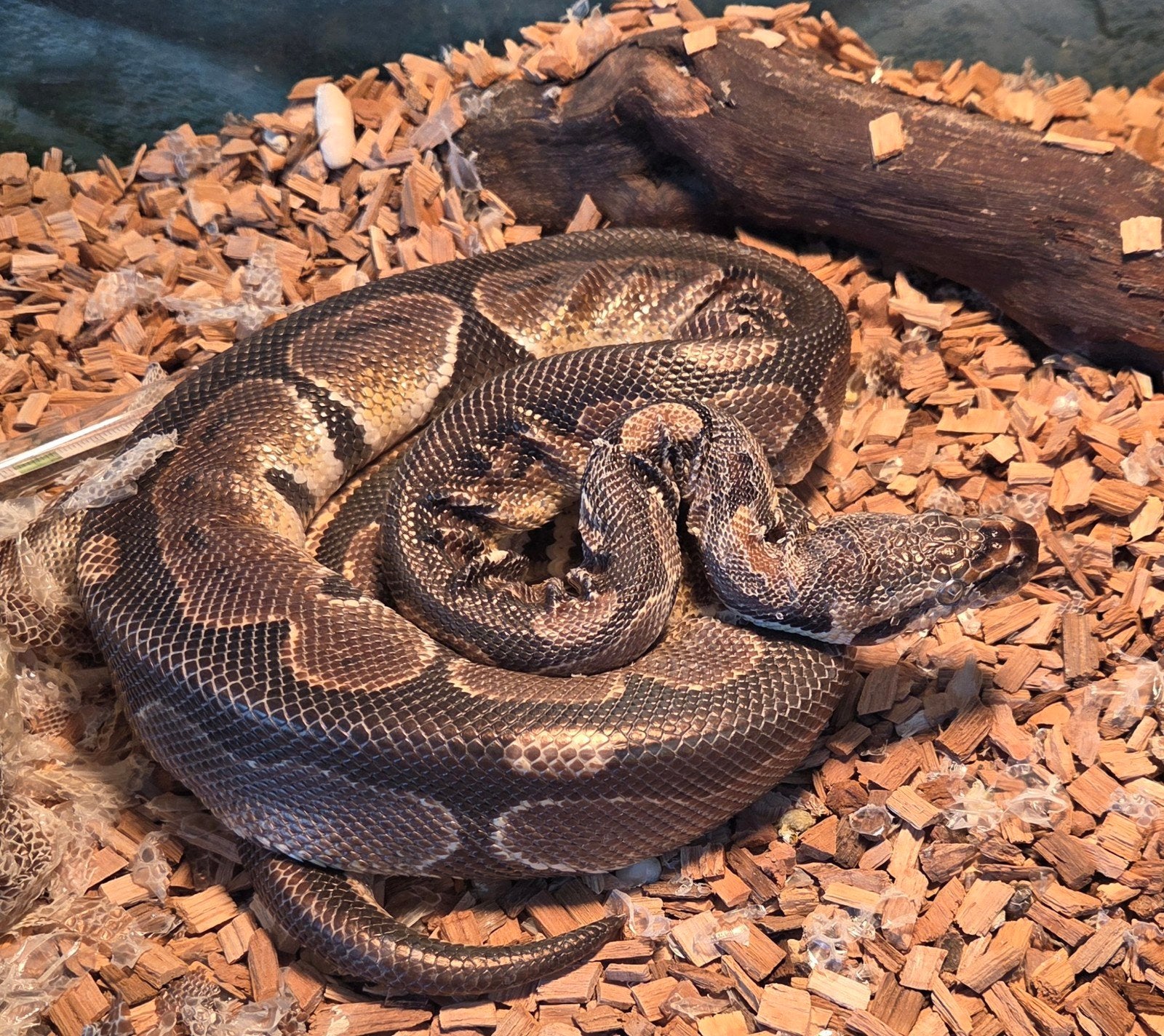 Koningspython Ball Python - unknown for sale from Z. Hiwat