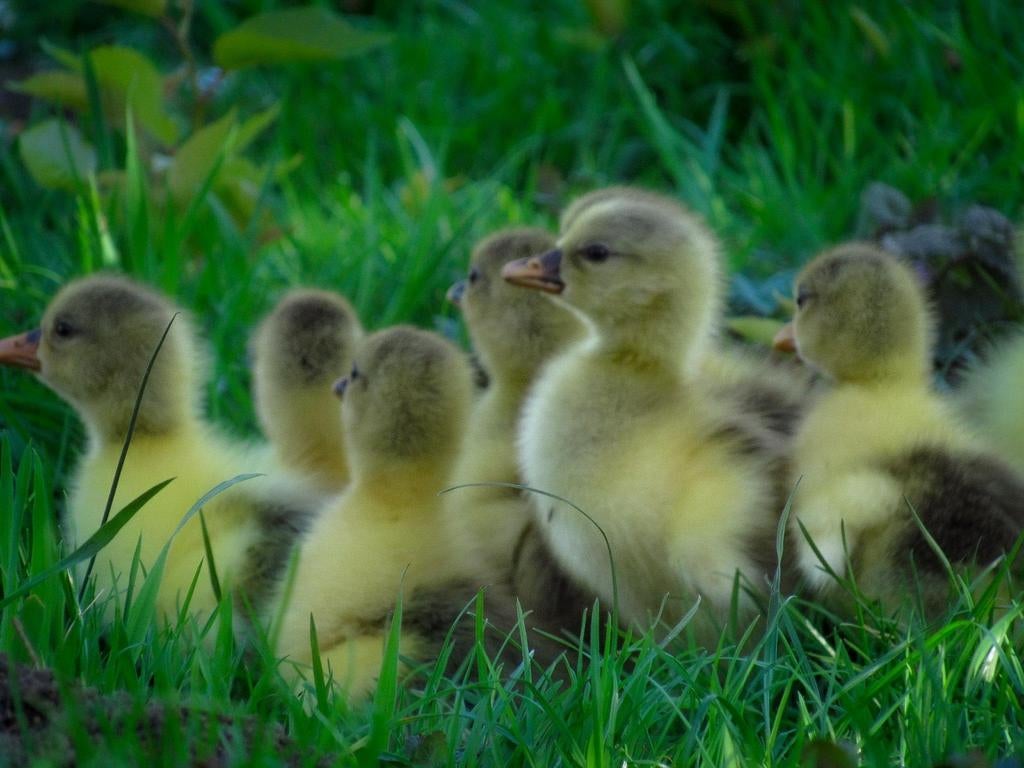 Prachtige raszuivere grauwe ganzen kuikentjes te koop, Meerdere dieren, Gans of Zwaan
