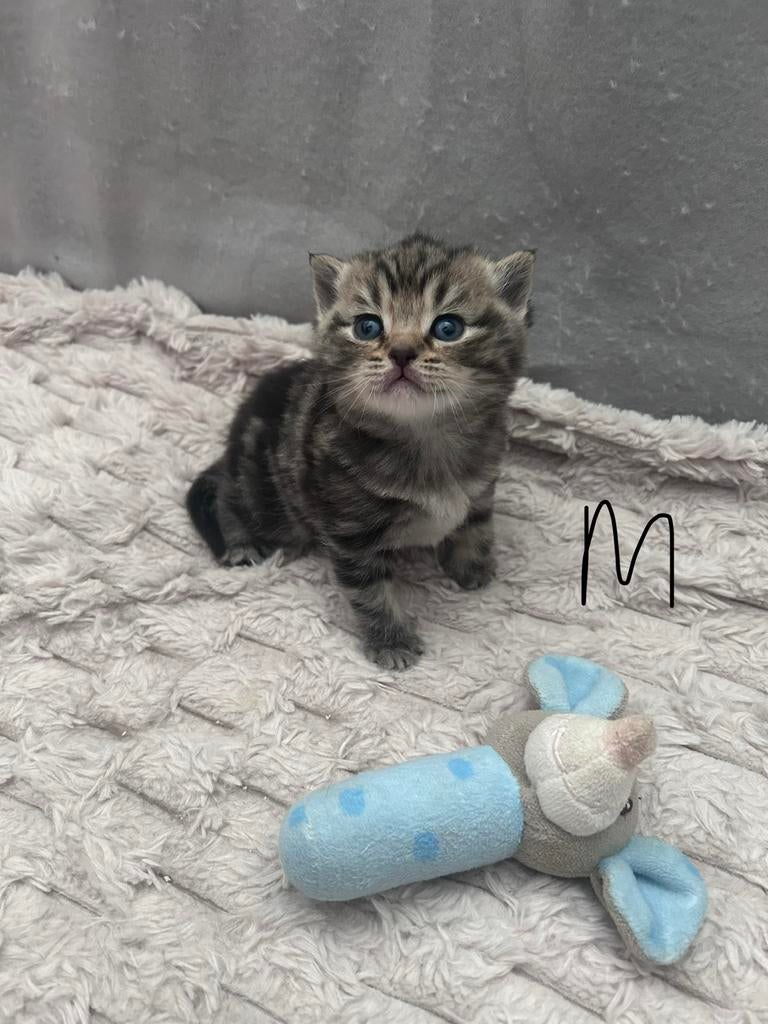 Raszuivere britse korthaar lilac, blue en meer, Dieren en Toebehoren, Katten en Kittens | Raskatten | Korthaar, Meerdere dieren