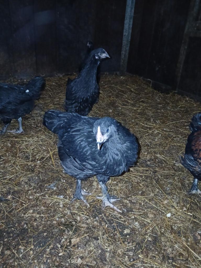Kruizing maran vorwerk hennen 7 weken oud, Dieren en Toebehoren, Pluimvee, Vrouwelijk, Kip