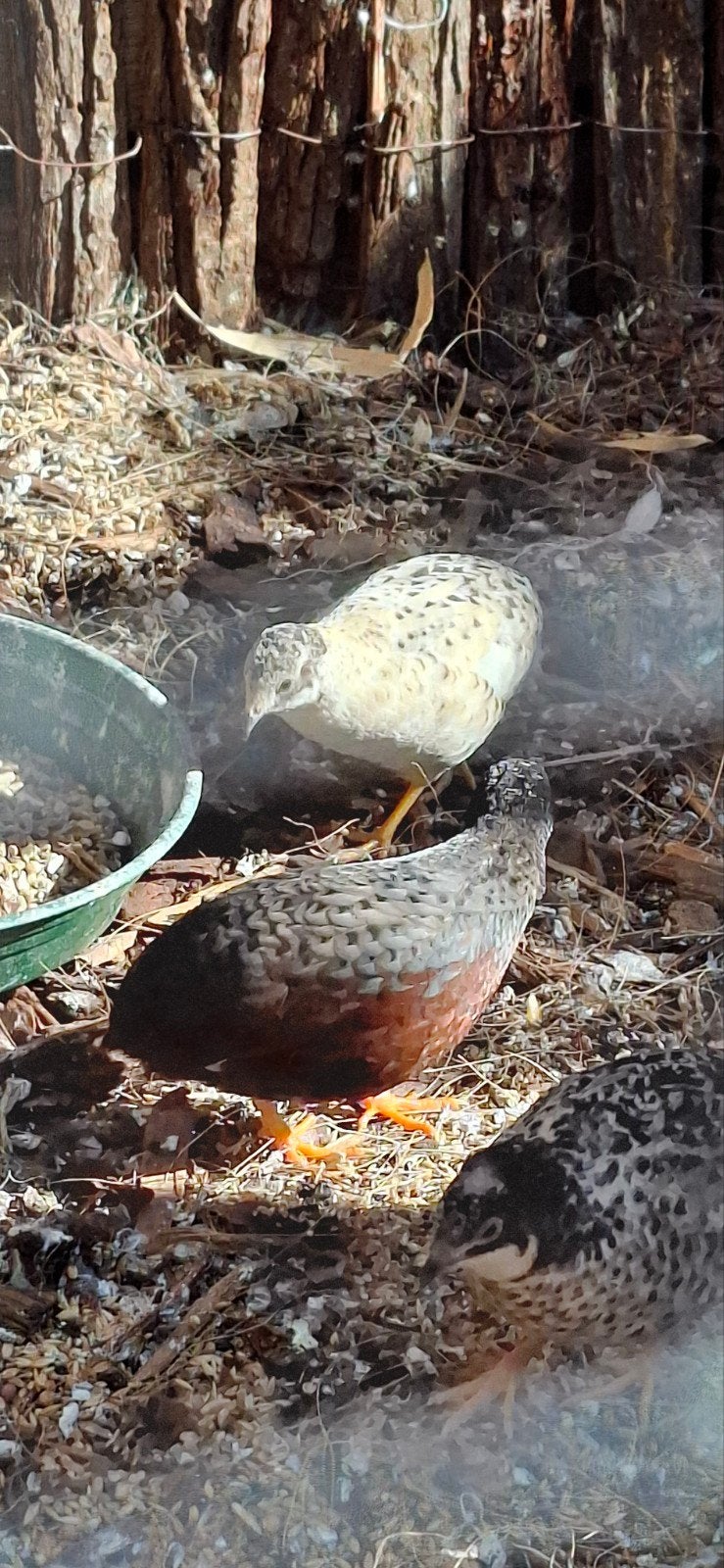 Chineze dwergkwartels, Dieren en Toebehoren, Vogels | Overige Vogels, Meerdere dieren