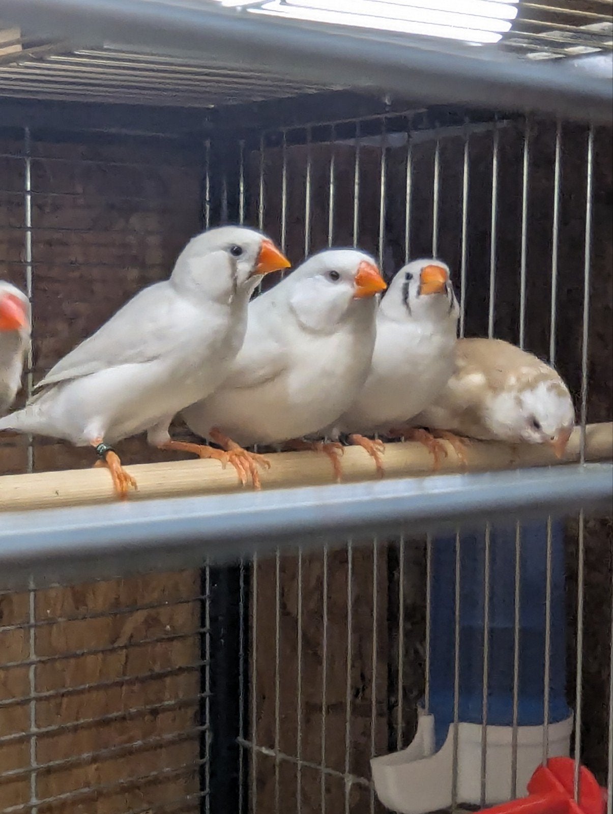 Diverse koppels zebravinken., Dieren en Toebehoren, Vogels | Overige Vogels, Meerdere dieren