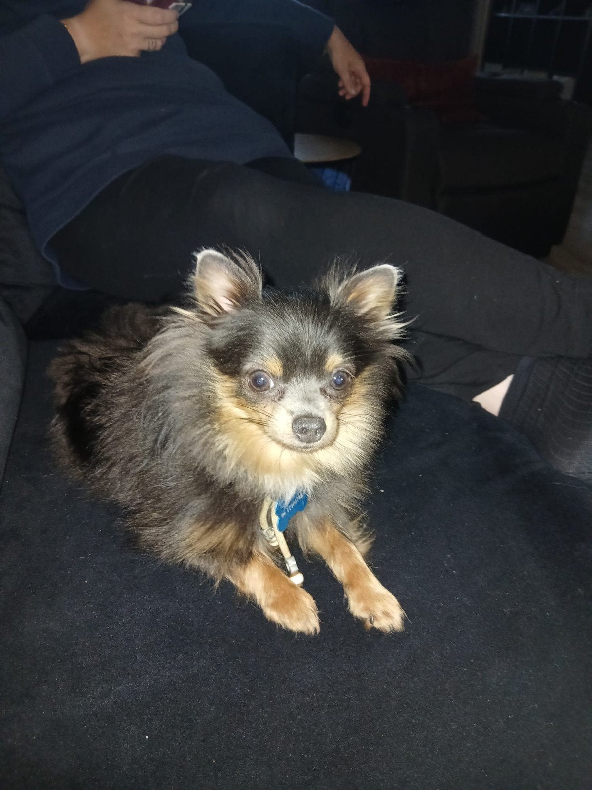 Chihuahua kruising 
1 jaar oud heeft alle enti, Reu, 1 tot 2 jaar, Eén hond, Nederland