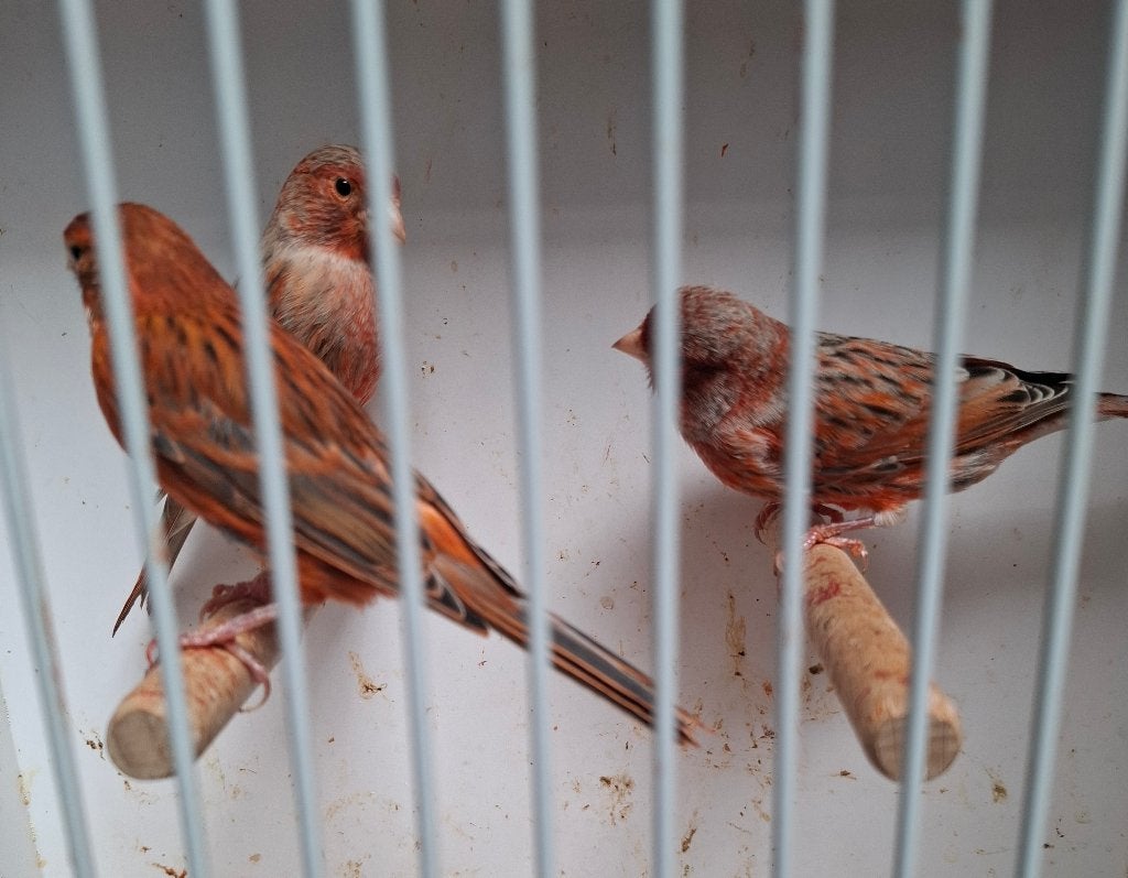 Rood agaat kanaries 2026, Dieren en Toebehoren, Meerdere dieren, Kleurkanarie