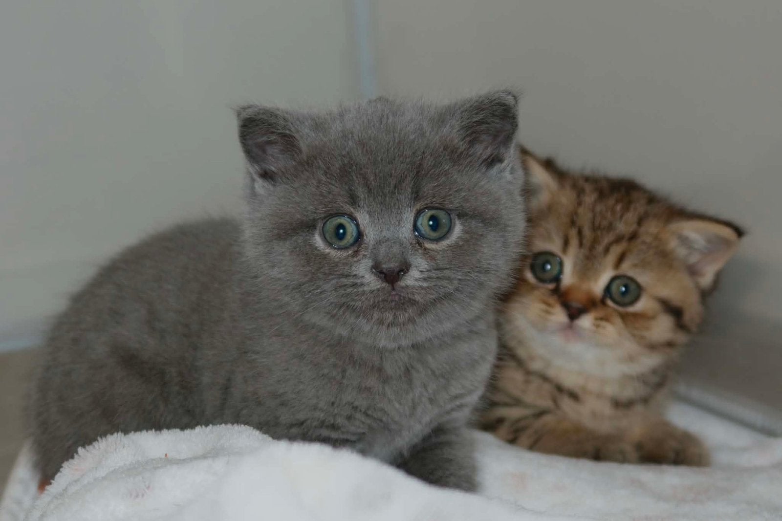 Britse Korthaar kittens , 2 katers , grijs & tabby, Dieren en Toebehoren, Kater, Ontwormd, 0 tot 2 jaar