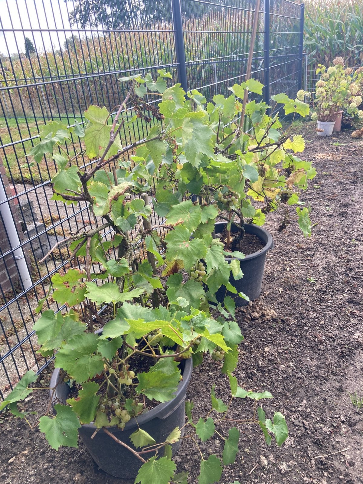 Druivenplanten, Ophalen, Overige soorten, Minder dan 100 cm