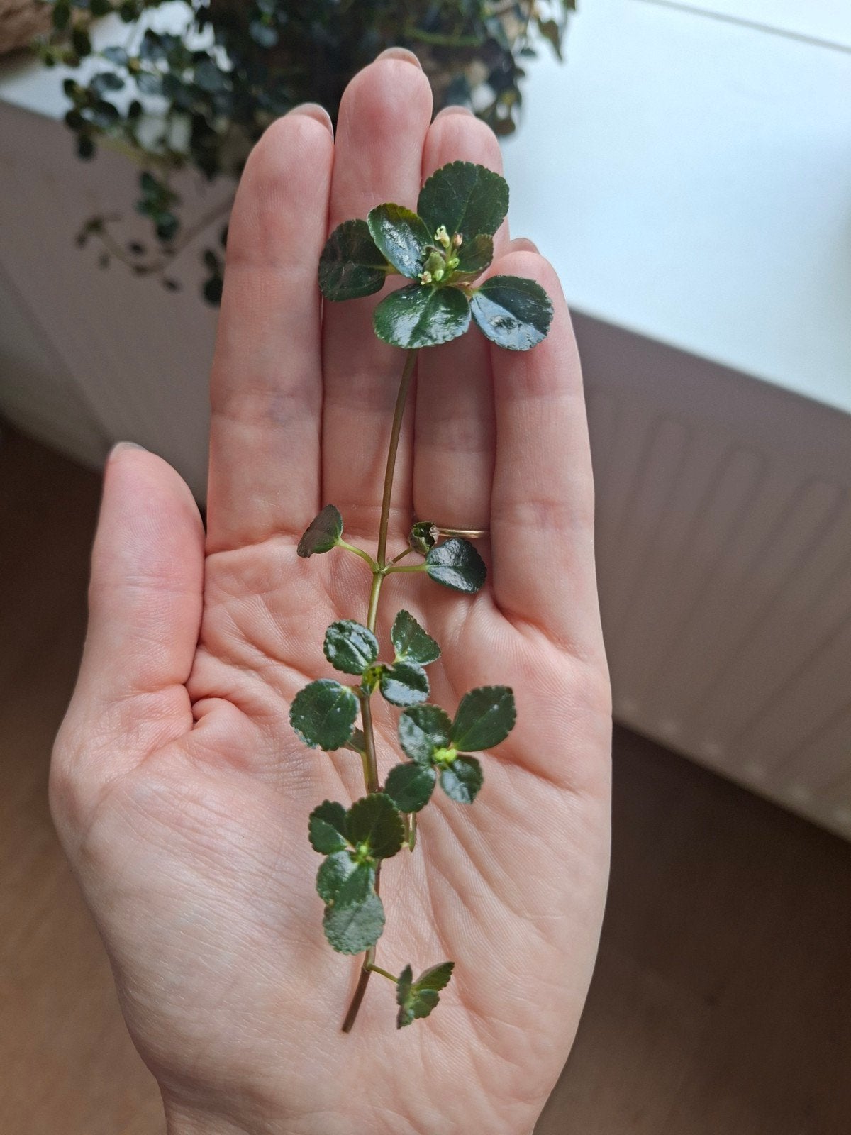 Stekje Pilea depressa, Huis en Inrichting, Ophalen of Verzenden, Halfschaduw, Minder dan 100 cm