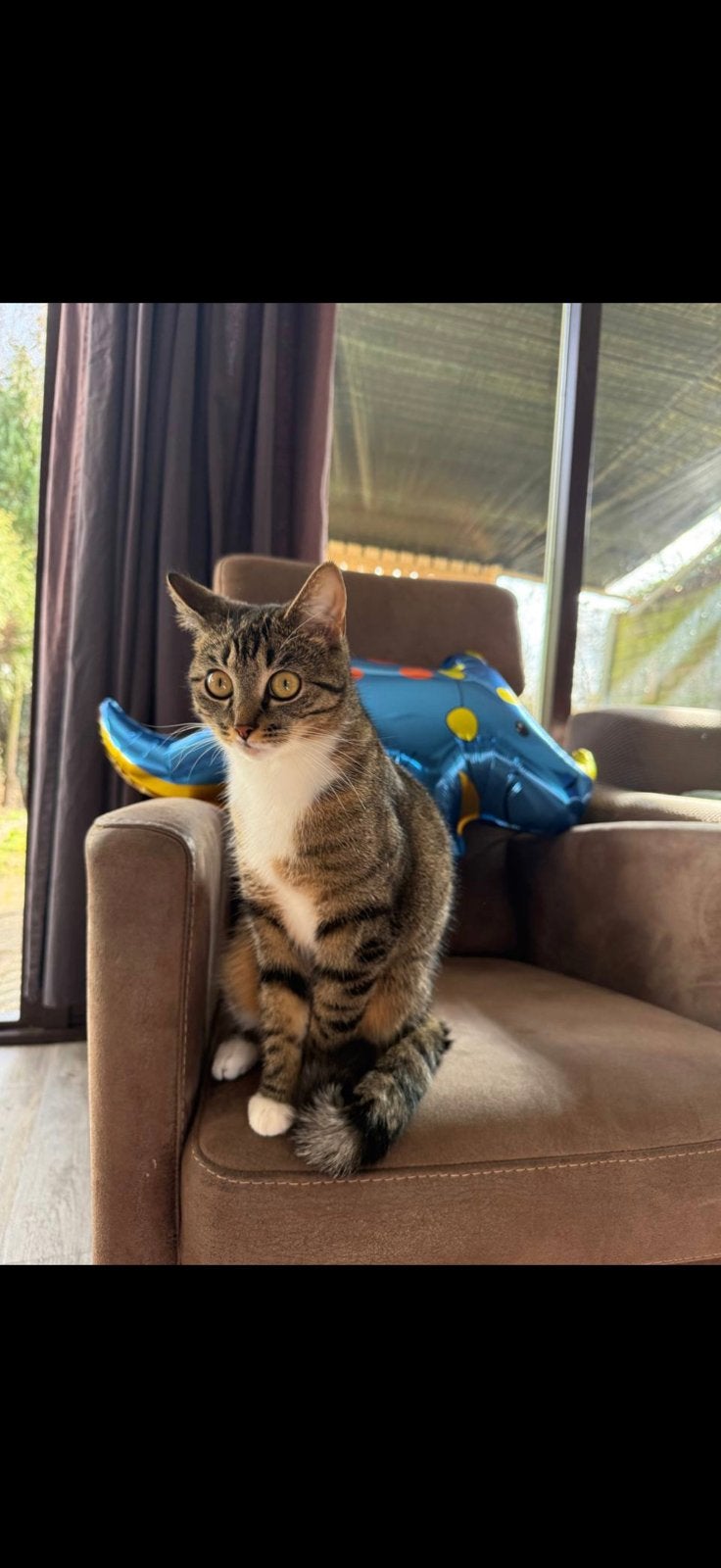 Kat, Dieren en Toebehoren, 0 tot 2 jaar