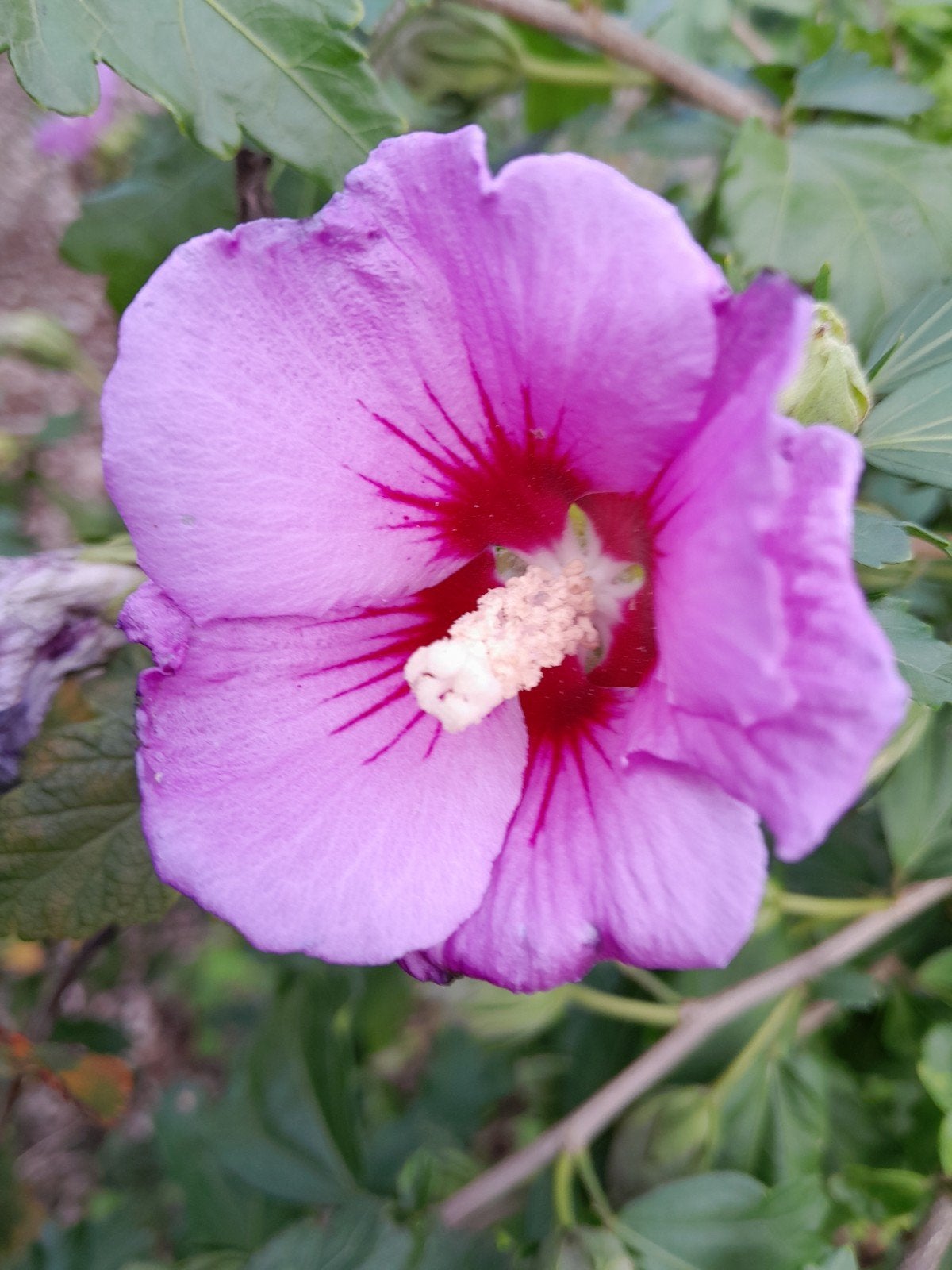 Jonge Hibiscus struikjes - prachtige bloeiers, Volle zon, Vaste plant, Zomer, Ophalen