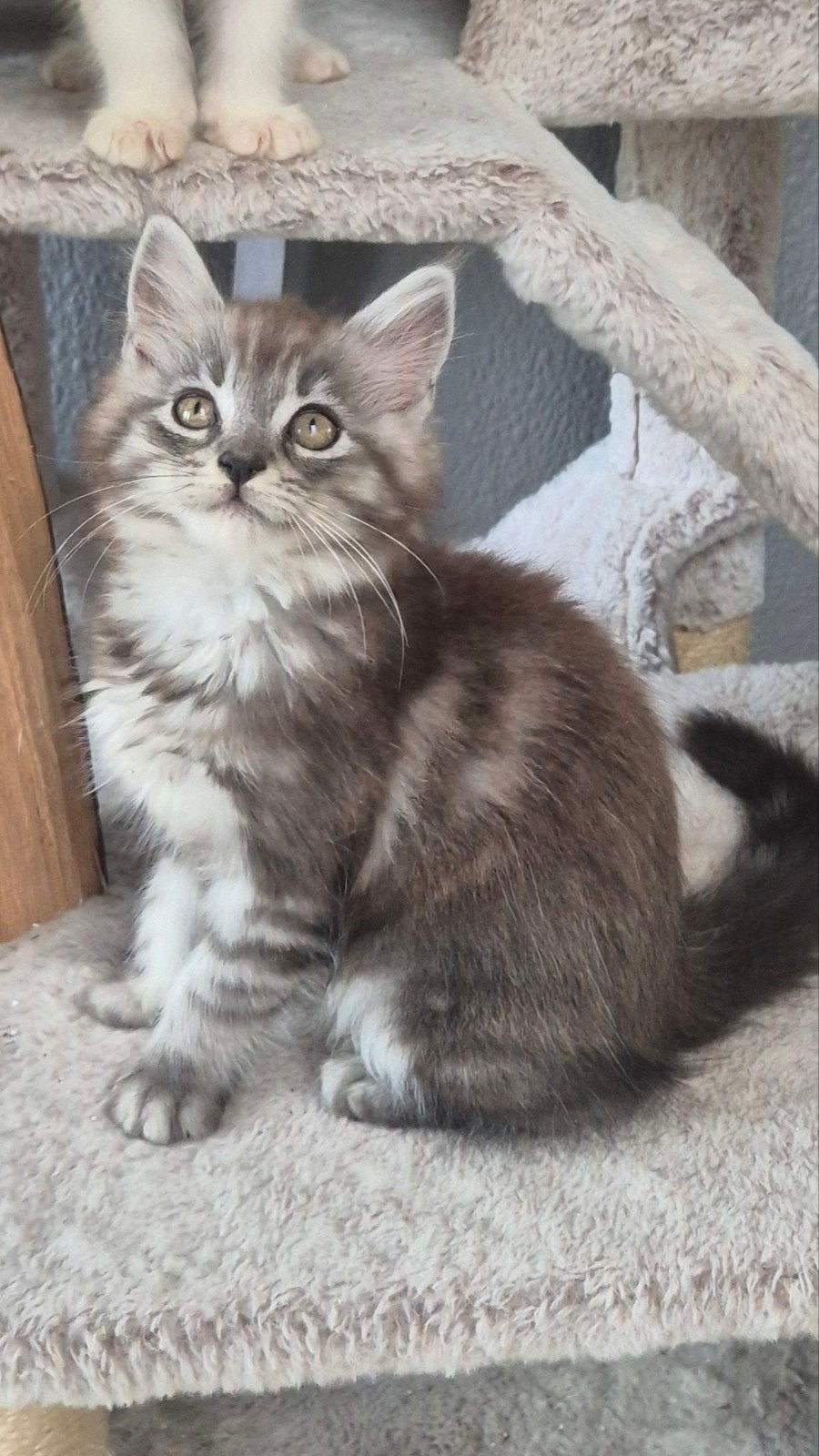 Maine Coon-kittens xl rasecht  beschikbaar, Meerdere dieren, Ontwormd