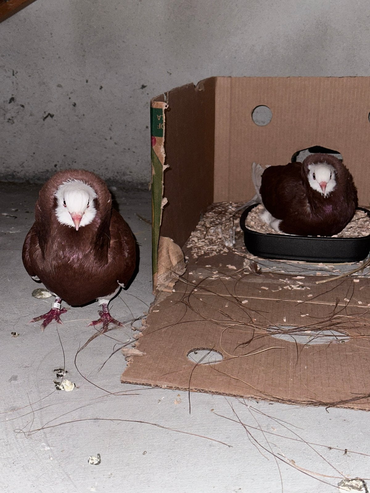 Mooi koppel Oudhollands Kapucijner duiven Bewezen kweekkopel, Meerdere dieren, Overige soorten