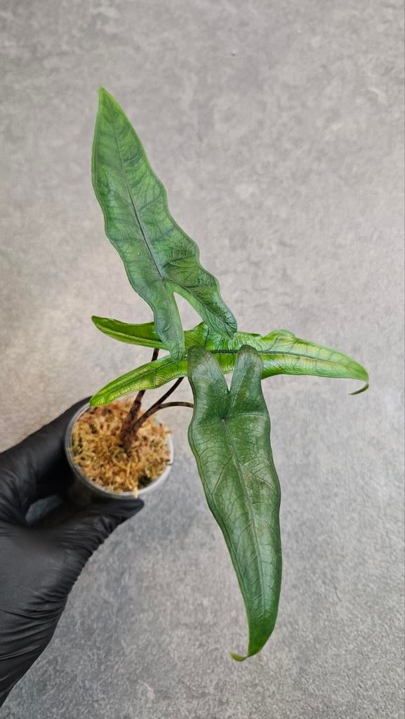 Alocasia Sabrina Narrow, Ophalen of Verzenden, Halfschaduw, Minder dan 100 cm