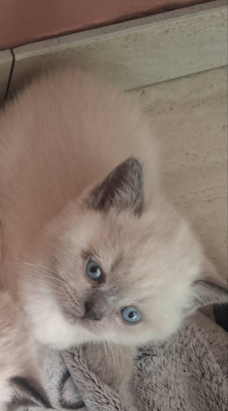 britse korthaar kitten, Dieren en Toebehoren, Katten en Kittens | Overige Katten, Poes, Kortharig, 0 tot 2 jaar