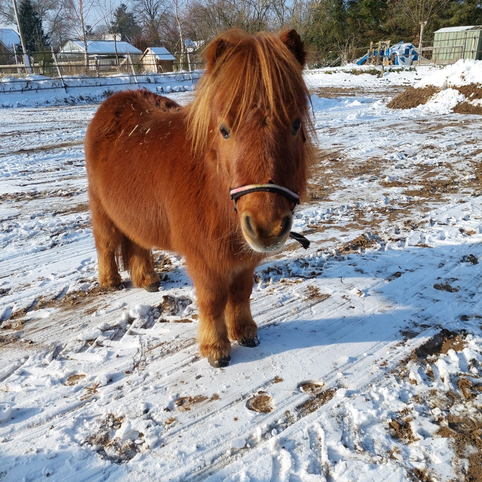 Shetlander ruin, Ruin, A pony (tot 1.17m), Ingeënt