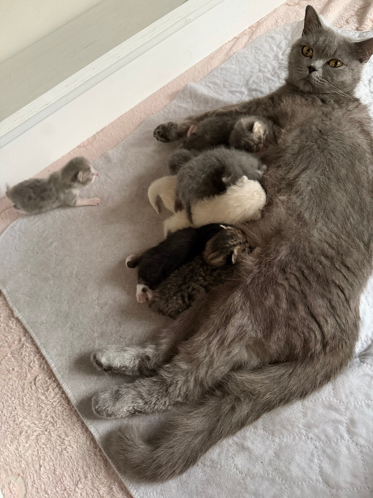 Britse korthaar kittens, Dieren en Toebehoren