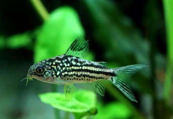 Corydora Napoensis - Pantsermeerval - Koidream Valburg, Dieren en Toebehoren, Vis, Zoetwatervis