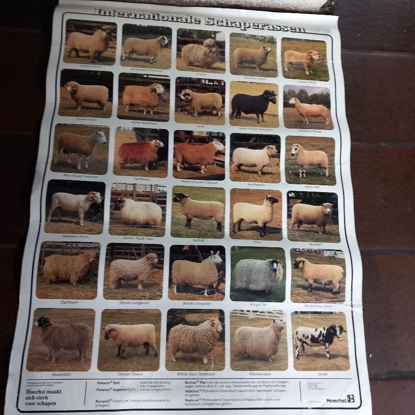 schapen poster, 60 x 80 -internationale, schappenrassen, Verzamelen, Posters, Ophalen of Verzenden, A1 t/m A3, Film en Tv