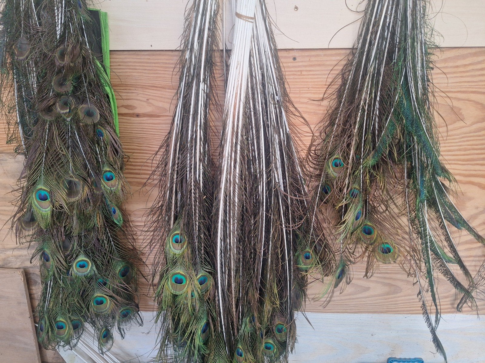 pauwenveren.. home decoratie. natuur diverse maten, Dieren en Toebehoren, Ophalen