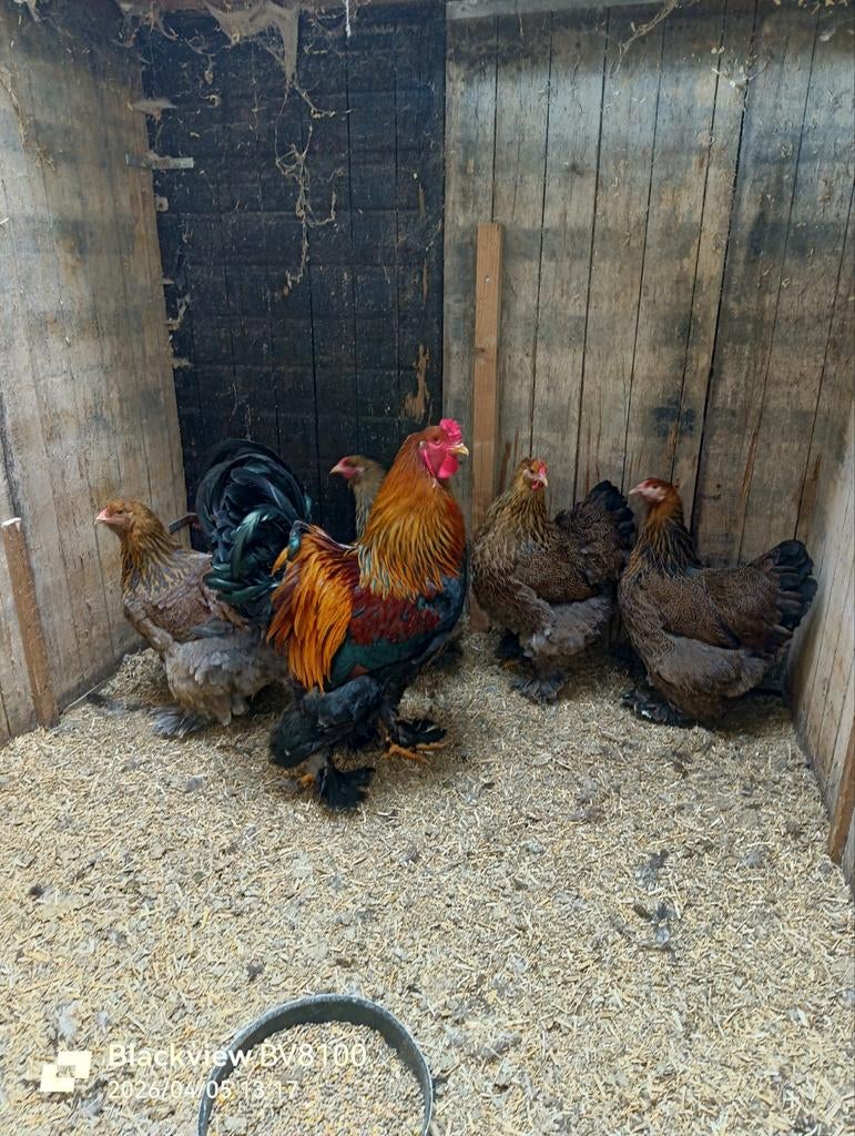 Broedeieren grote brahma., Geslacht onbekend, Kip