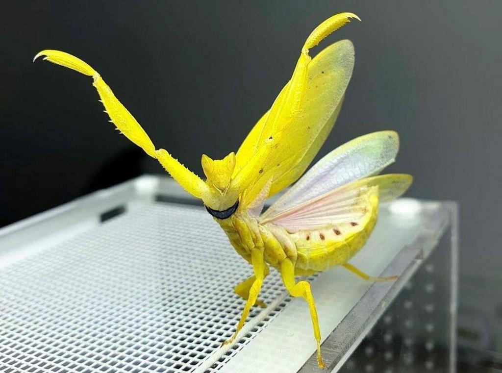 bidsprinkhaan, Dieren en Toebehoren, Insecten en Spinnen, Bijen